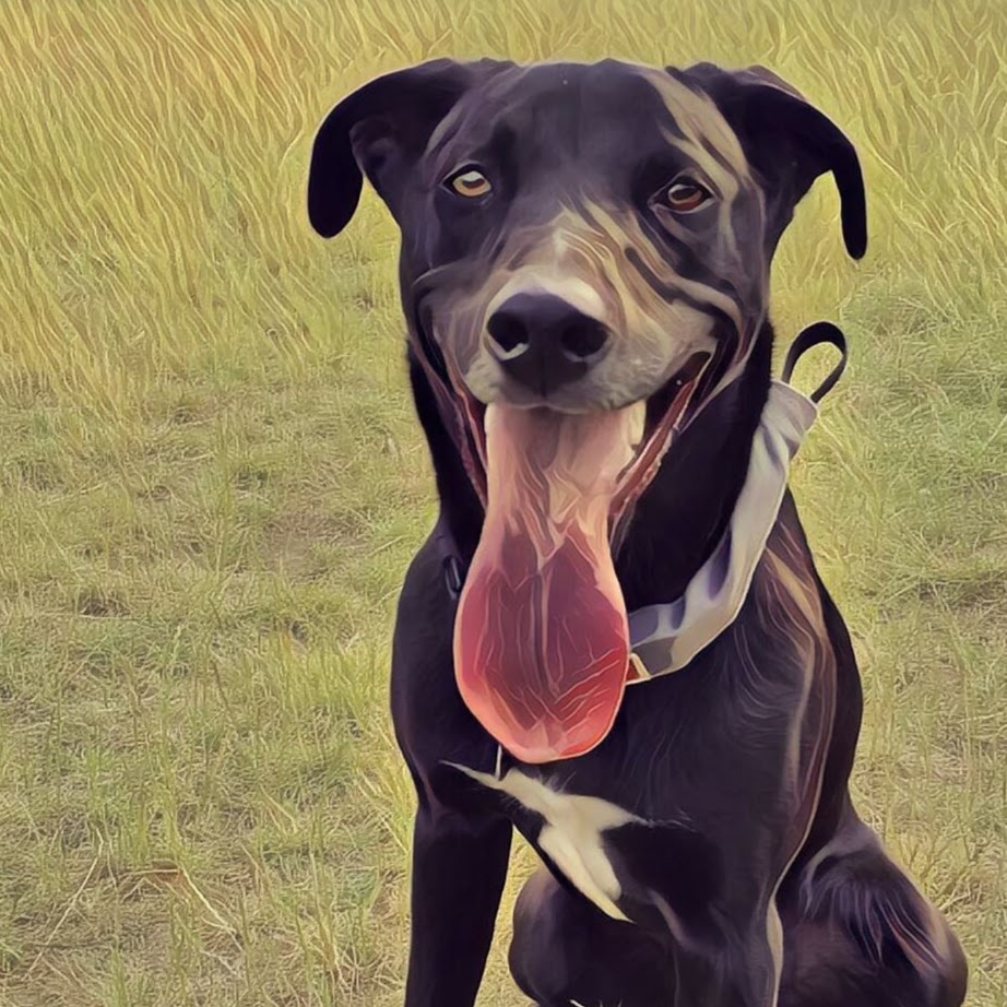 Paws For A Beer | 501 Harris Ave, Bellingham, WA 98225, USA | Phone: (360) 733-7297