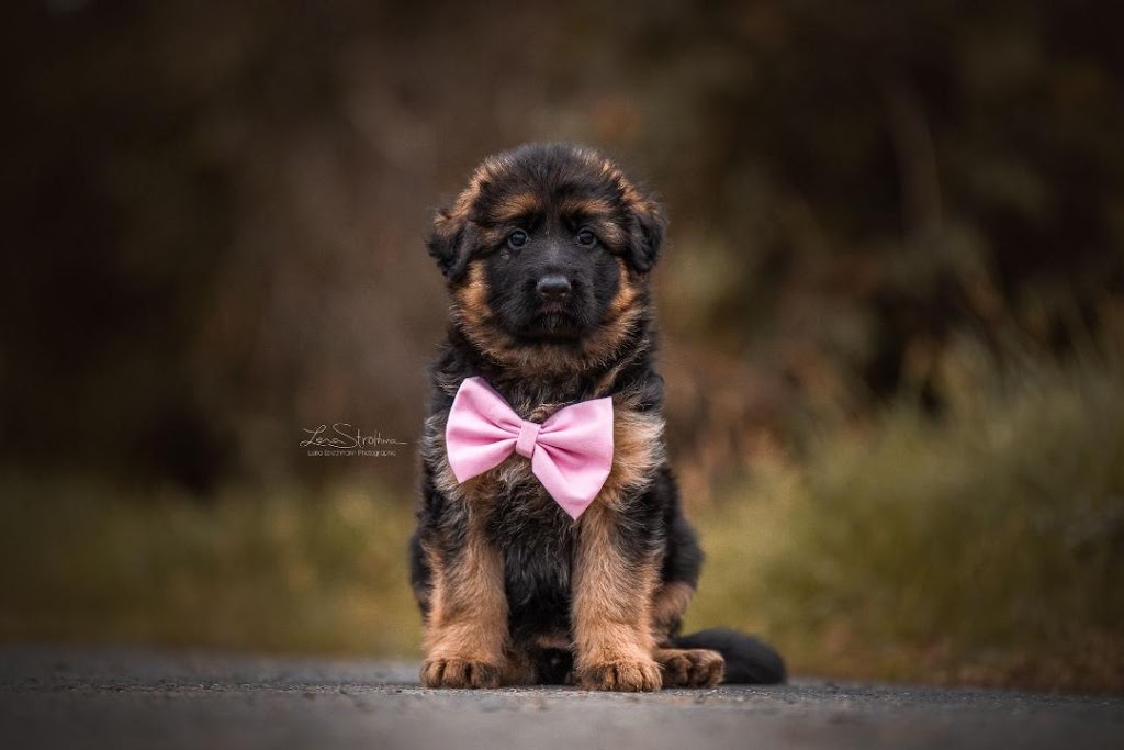 Dei Precision German Shepherds | 1233 Kilbride St, Burlington, ON L7P 0H2, Canada | Phone: (416) 887-7778