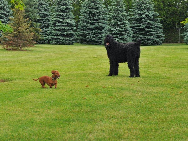 Beastmaster Farm | 1226 Beitz Rd, Breslau, ON N0B 1M0, Canada | Phone: (519) 635-4195
