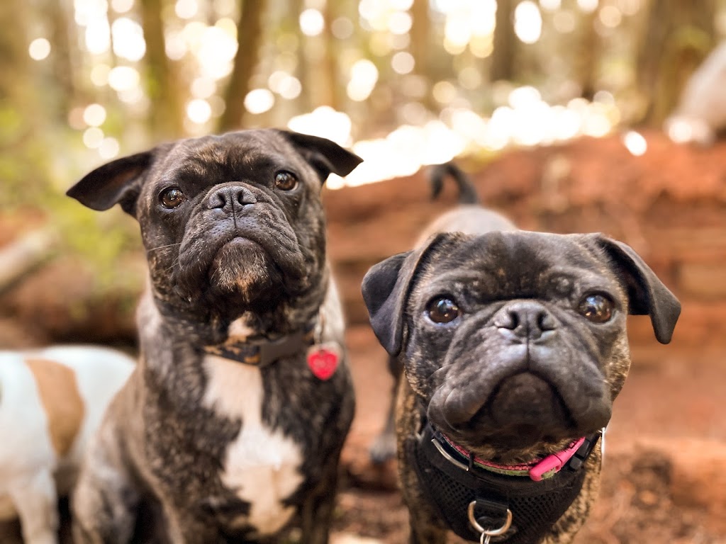 Van Island Pups | Dog Walking | Victoria, BC | 6440 W Saanich Rd, Saanichton, BC V8M 1W8, Canada | Phone: (778) 700-7782