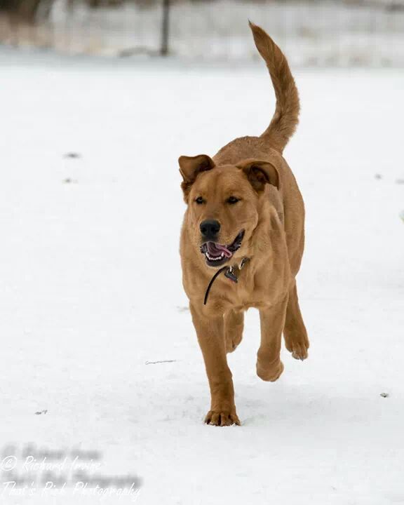 Oakridge Animal Clinic | 1109 Sarnia Rd, London, ON N6H 5J9, Canada | Phone: (519) 471-1560