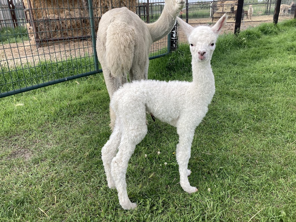 Caley Alpacas | 48027 RR213, Camrose, AB T4V 1X8, Canada | Phone: (780) 781-0198