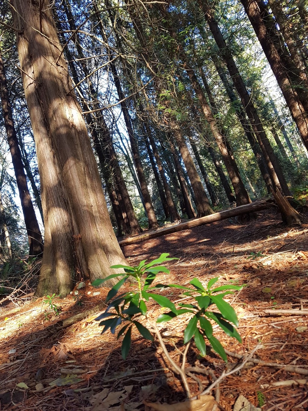 Froggers Creek Ravine | 8184 Nelson Ave, Burnaby, BC V5J 4E5, Canada