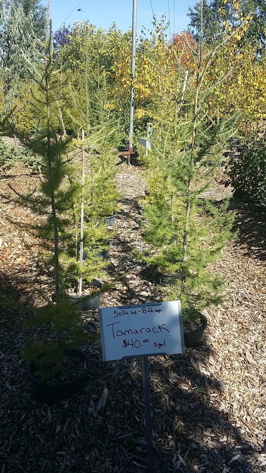 For Trees Company Limited | 1448 Township Rd 312A, Didsbury, AB T0M 0W0, Canada | Phone: (403) 335-8965
