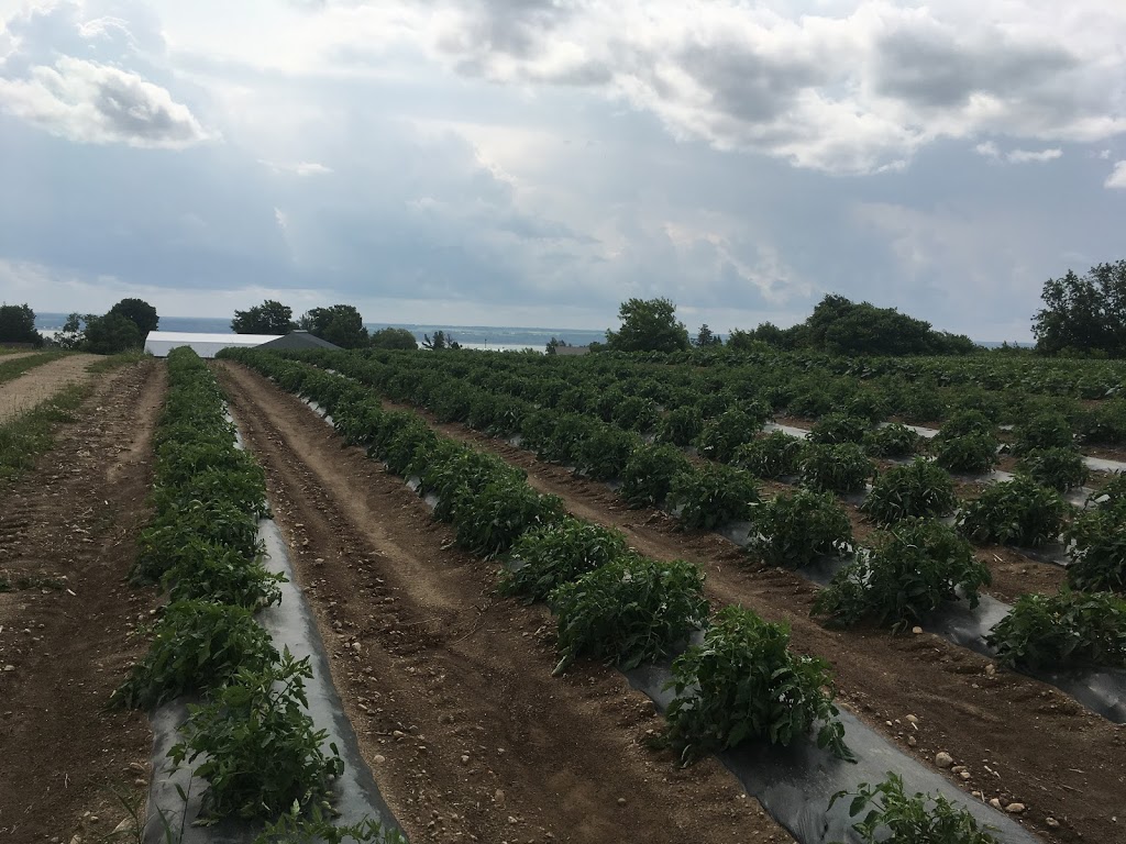 Ferme orel | 1592 QC-138, Neuville, QC G0A 2R0, Canada | Phone: (418) 876-2207