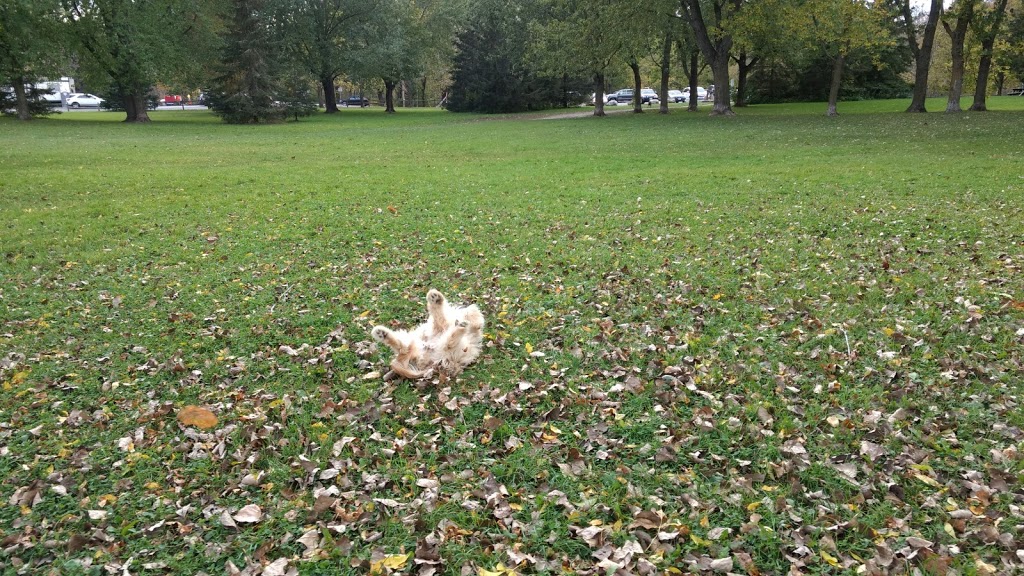 Carolines Dog Training | Barrhaven, Ottawa, ON K2J 3V2, Canada | Phone: (343) 540-9973