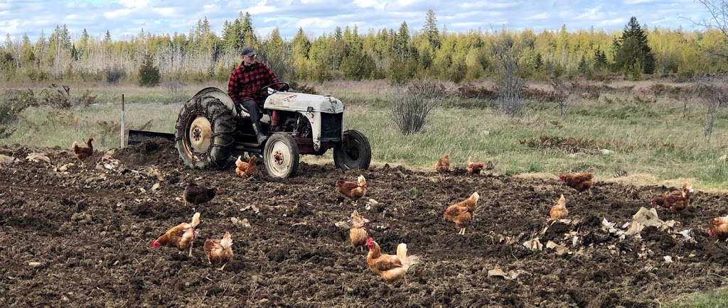 Bell Family Farm "Nolans Farm Fresh Eggs" | 7321 Flewellyn Rd, Stittsville, ON K2S 1B6, Canada | Phone: (613) 220-2494