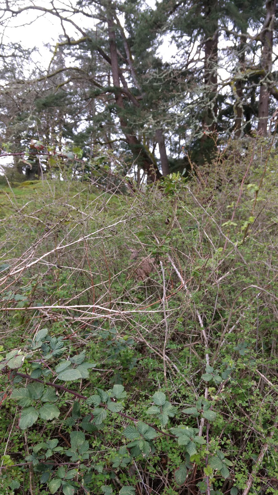 Madrona Organic Farm | 4317 Blenkinsop Rd, Victoria, BC V8X 2C3, Canada
