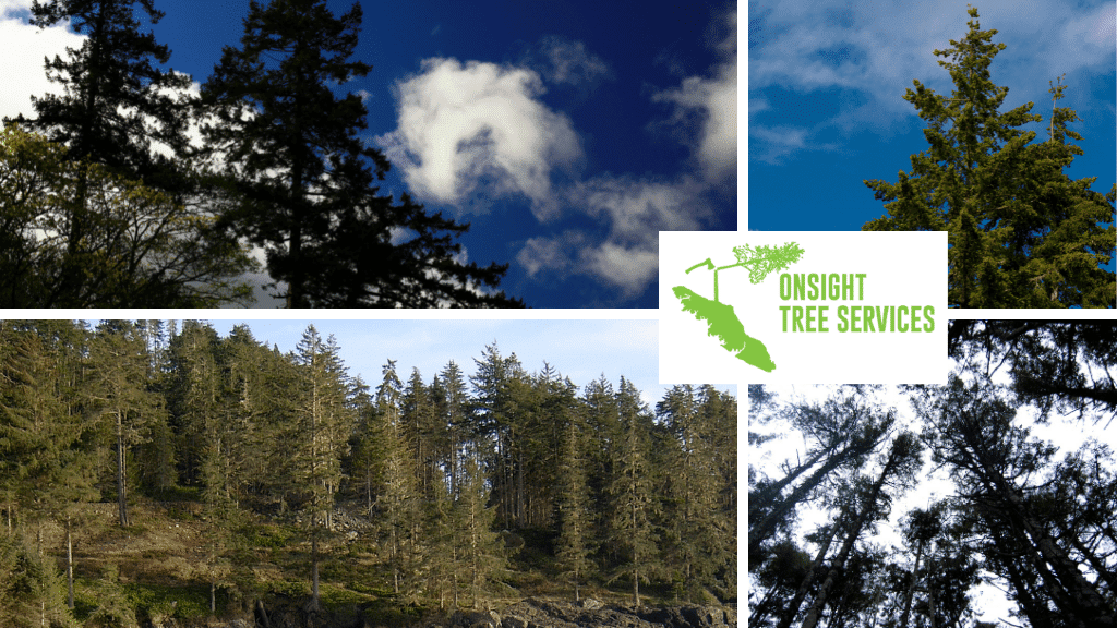Onsight Tree Services | 5378 Winchester Rd, Sahtlam, BC V9L 6G1, Canada | Phone: (250) 893-0347