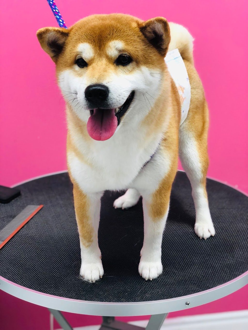 Petz Kingdom | 3555 Hawkestone Rd unit d, Mississauga, ON L5C 2V1, Canada | Phone: (416) 830-0192