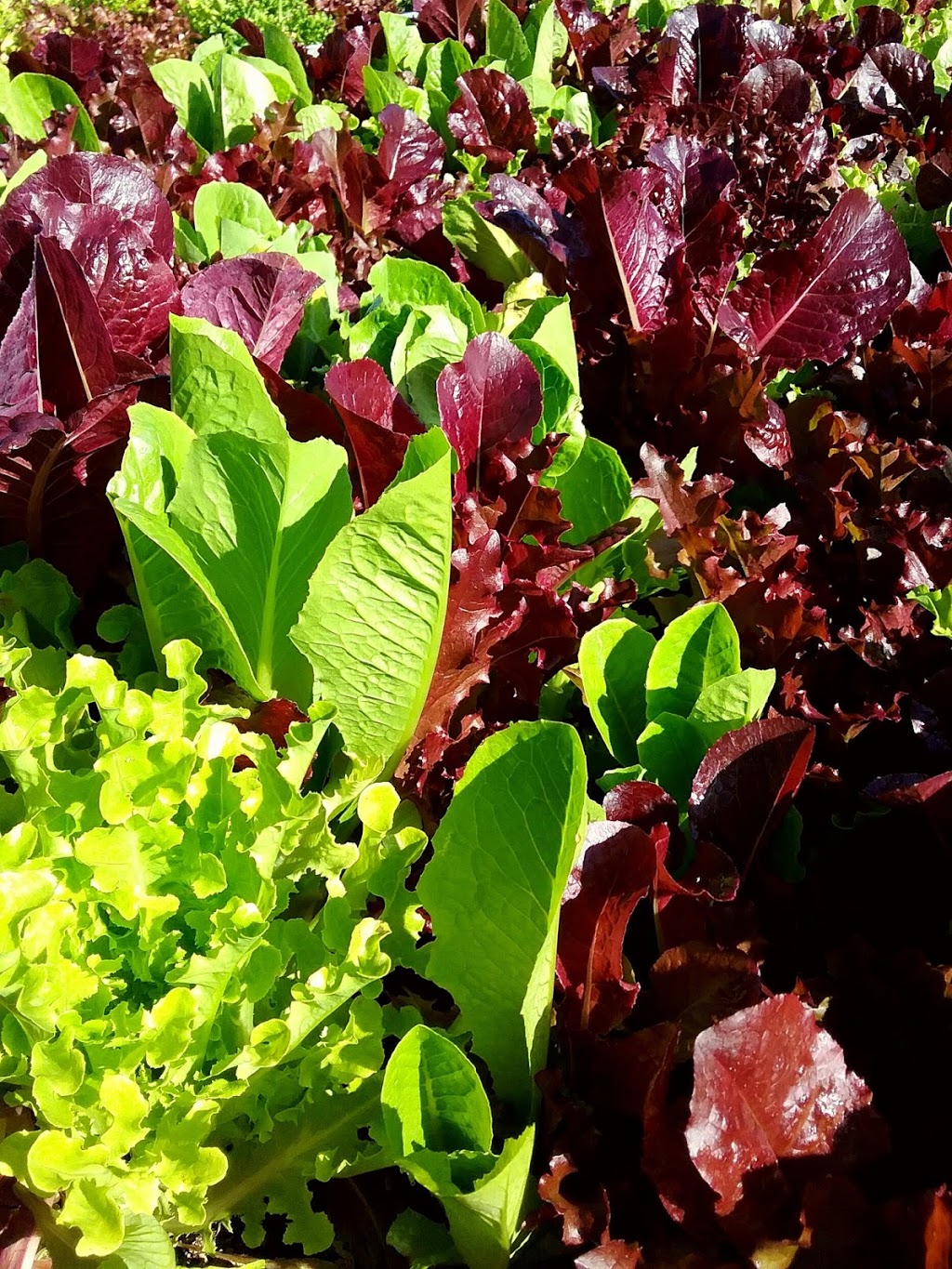 Homegrown Co-op | 1720 Benson Rd, Point Roberts, WA 98281, USA | Phone: (604) 953-6612