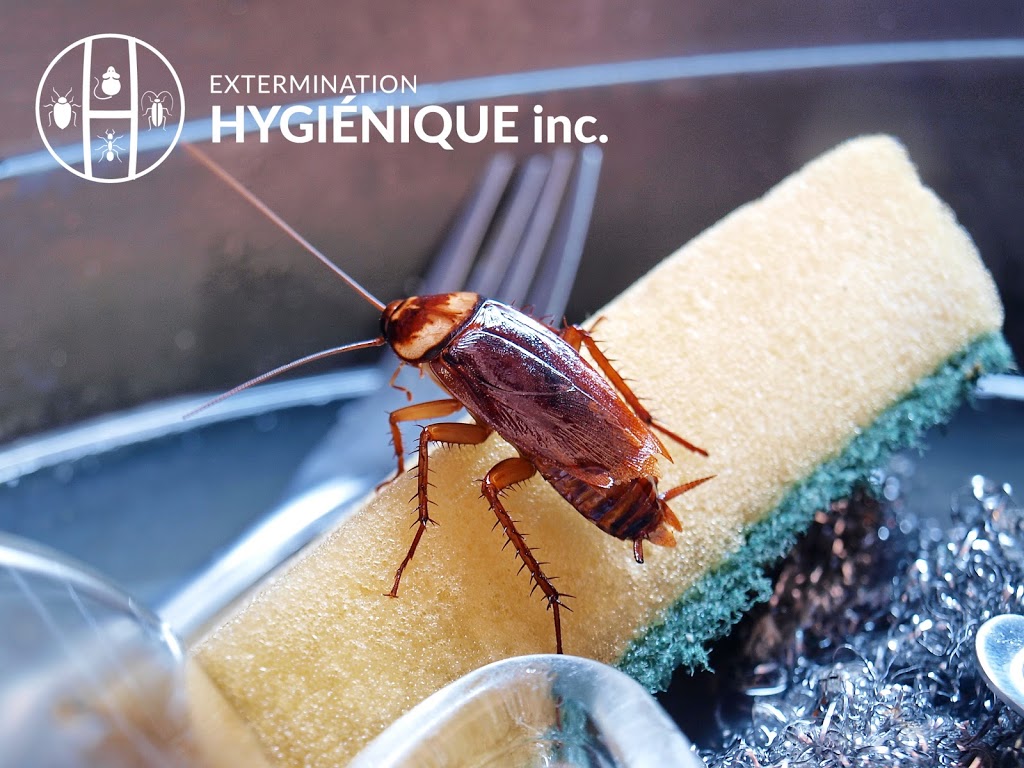 Extermination Hygiénique inc | 3472 Rue Jean Talon, Mascouche, QC J7K 1L9, Canada | Phone: (514) 267-0260