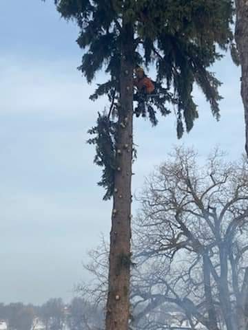 BOSSDAWG TREE REMOVAL | 120 ON-49, Deseronto, ON K0K 1X0, Canada | Phone: (613) 693-1330