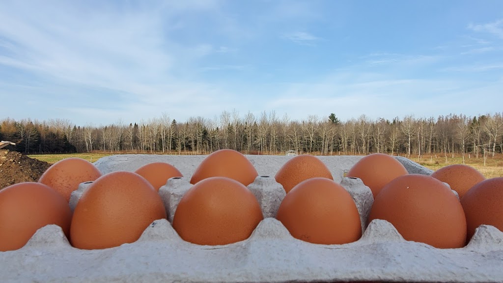 À lHERBE! bouvillons de pâturage | 701 Chemin du Bois de lAil, Pont-Rouge, QC G3H 2G8, Canada | Phone: (418) 285-7784