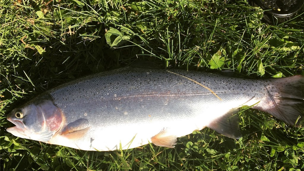 Smoky Trout Farm Limited | 39041 T4E0M2, Range Rd 283, AB T4S 2C4, Canada | Phone: (403) 342-5206