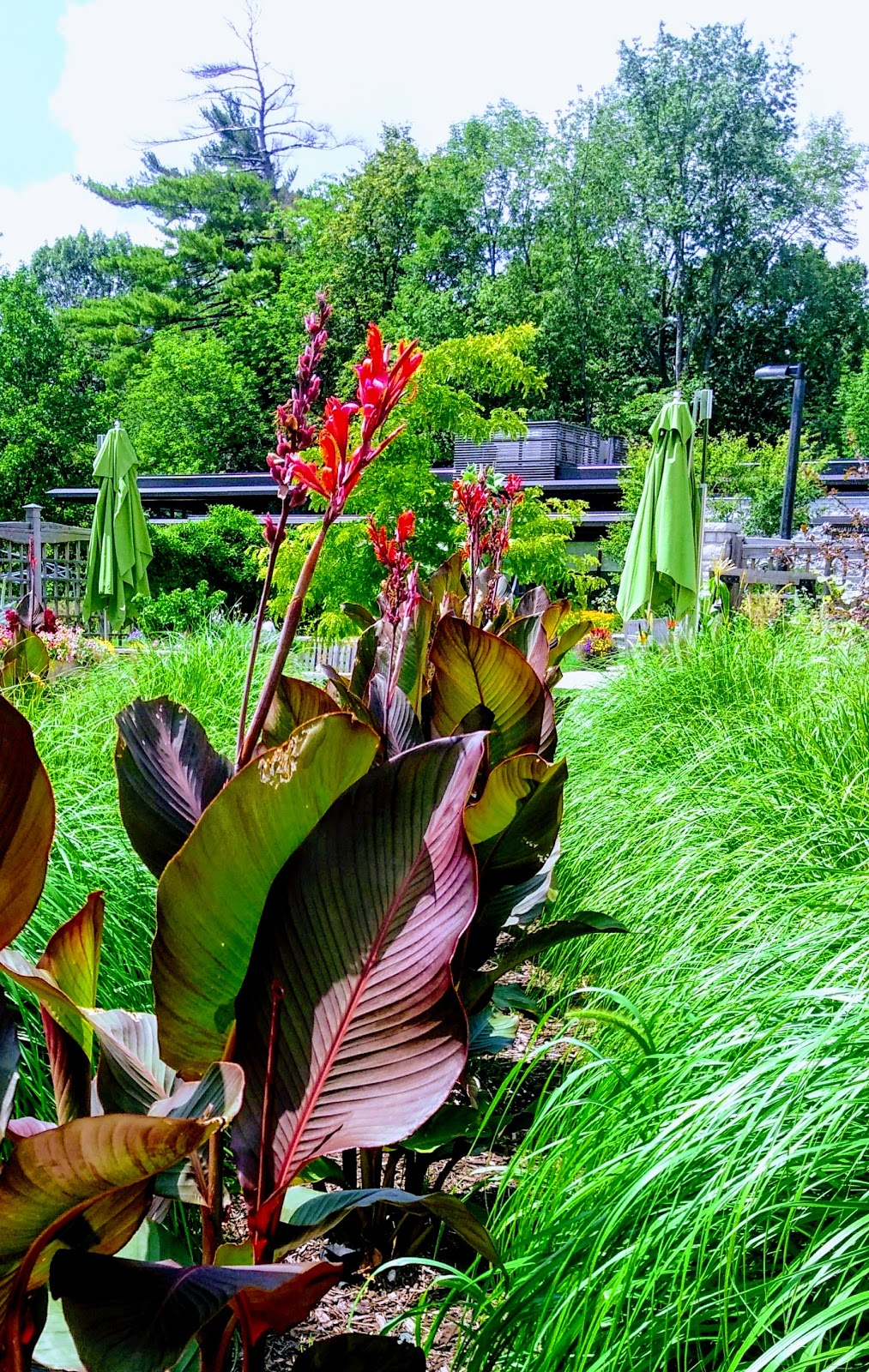 MacEwan Terrace Garden | 4150 Riverwood Park Ln, Mississauga, ON L5C 2S7, Canada | Phone: (905) 279-5878
