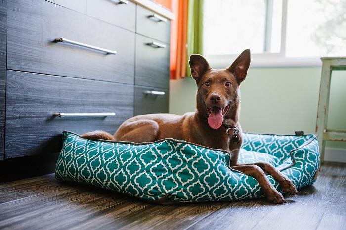 Chameleon & Co Raw Dog Food Boutique | 52 Bartor Rd, North York, ON M9M 2G5, Canada | Phone: (647) 404-7291