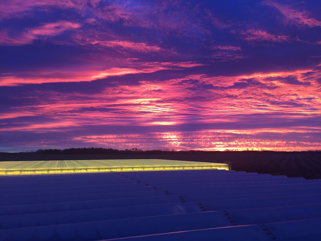 Doefs Greenhouses Ltd. | 41117 Hwy 792, Lacombe County, AB T4L 2N3, Canada | Phone: (403) 782-2704