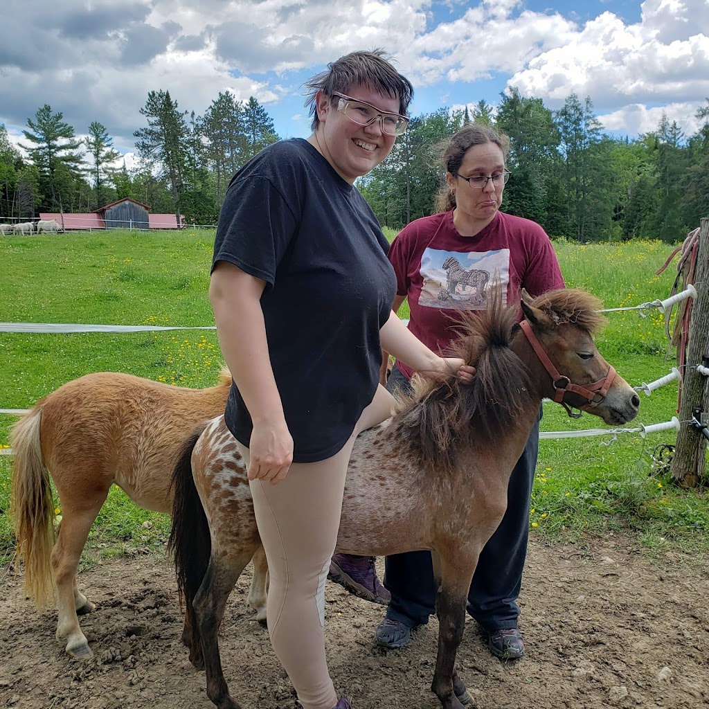 Les minis chevaux du Roy | 663 Chem. Bissell, Stanstead, QC J0B 3E0, Canada | Phone: (514) 220-7722