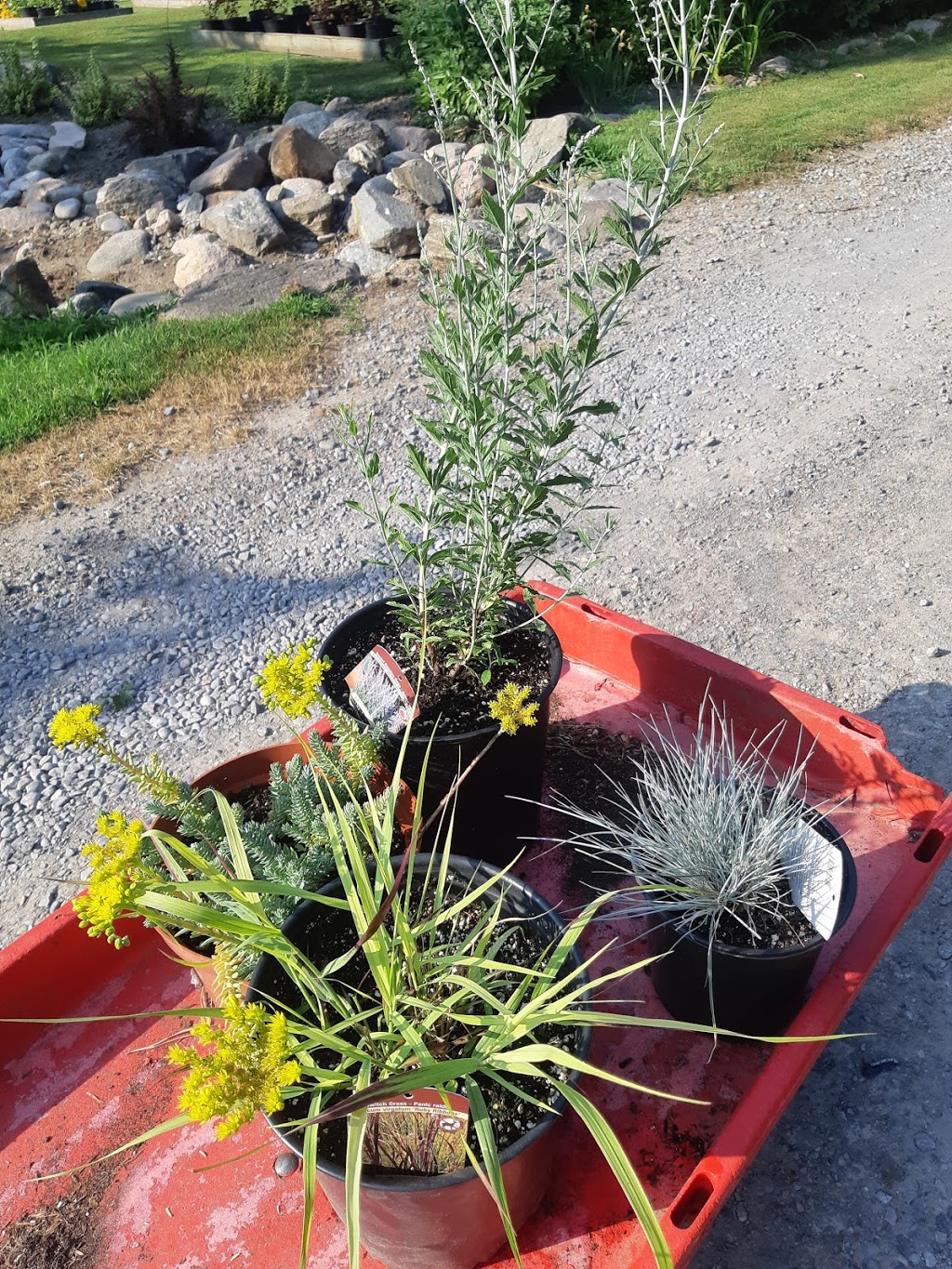 Stricklands Perennial Farm | 5467 Middle Rd, Bowmanville, ON L1C 3K2, Canada | Phone: (905) 213-2210