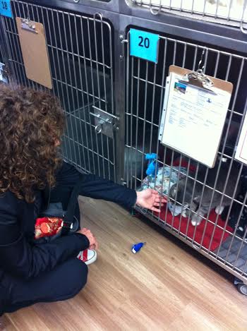 Cedar Cove Wellness: Reiki for People and Pets | 3136 Meyers Rd S, Baltimore, ON K0K 1C0, Canada | Phone: (905) 377-1743