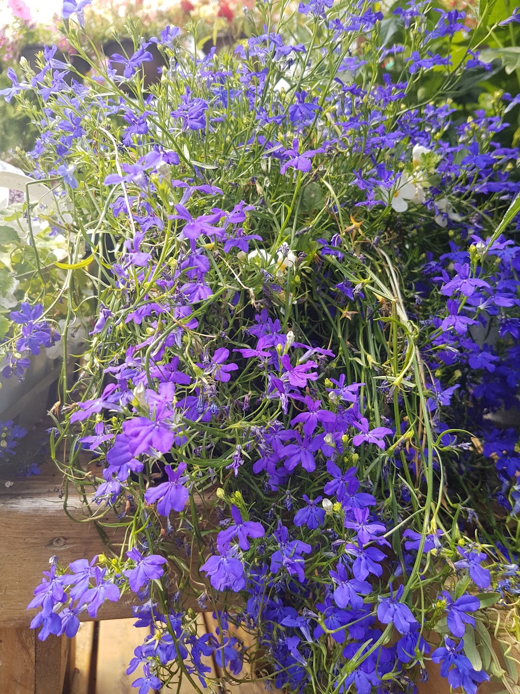 Lakeland Plant World | 909 Main St, Dartmouth, NS B2W 3V2, Canada | Phone: (902) 435-1983