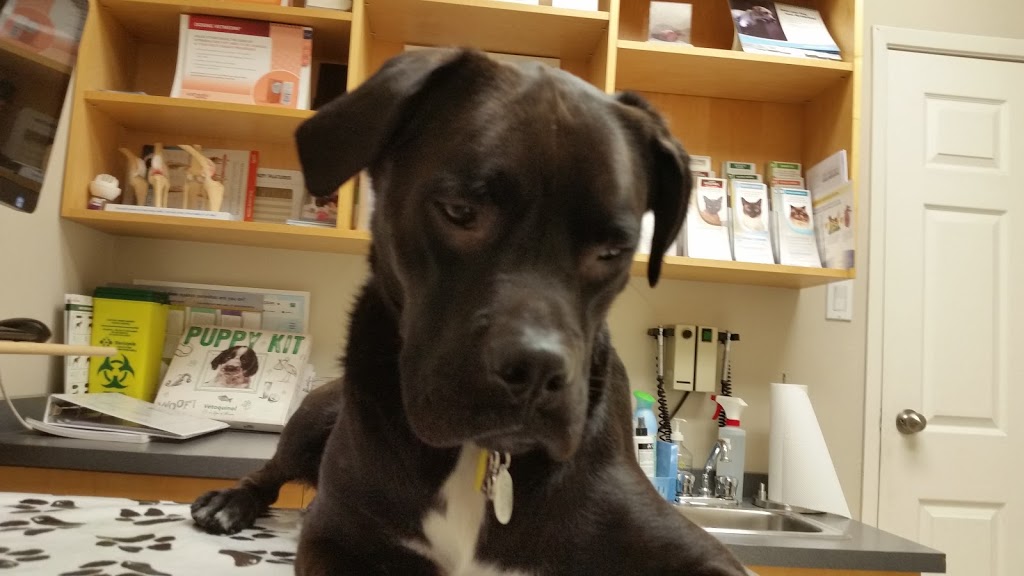 Bayview Hill Animal Hospital | 9912 Bayview Ave, Richmond Hill, ON L4C 2L3, Canada | Phone: (905) 508-1991