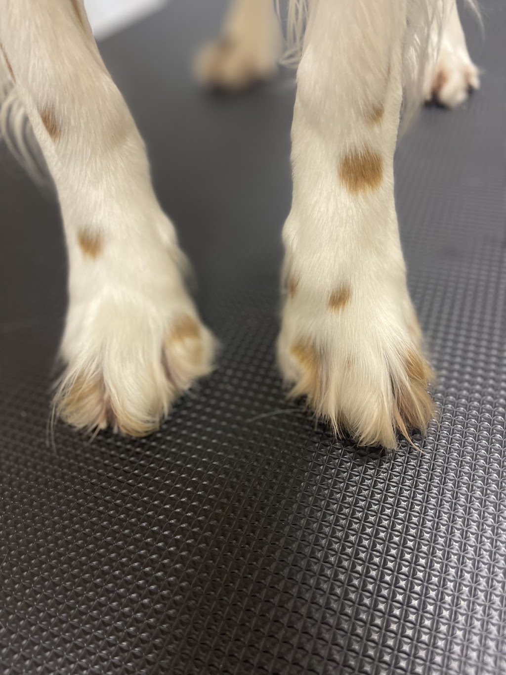 Glamour Pawz | Don Ross Dr, Township Of Essa, ON L0M 1B4, Canada | Phone: (705) 229-6649