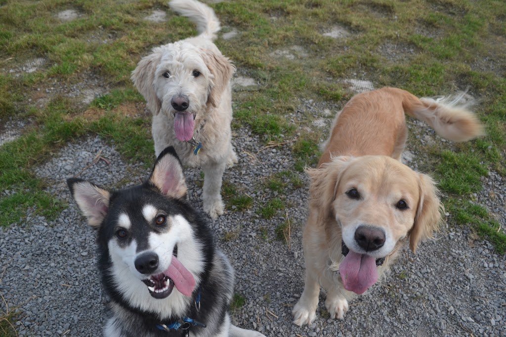Oak Meadows Pet Resort | 1848 Upper Dwyer Hill Rd, Carp, ON K0A 1L0, Canada | Phone: (613) 256-0500