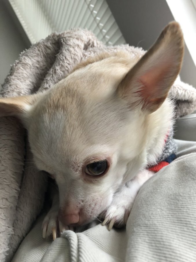 Our Last Hope Animal Rescue Society | Princeton, BC V0X 1W0, Canada | Phone: (604) 749-7150