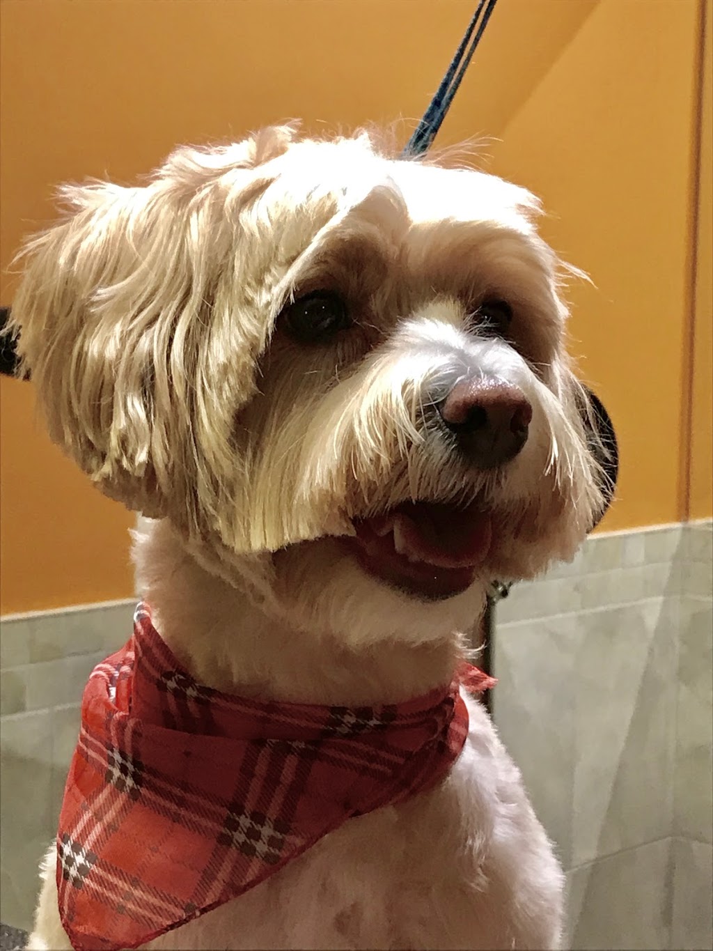 Fourpaws Inc | 2785 St Clair Ave E, East York, ON M4B 1N1, Canada | Phone: (416) 546-1203