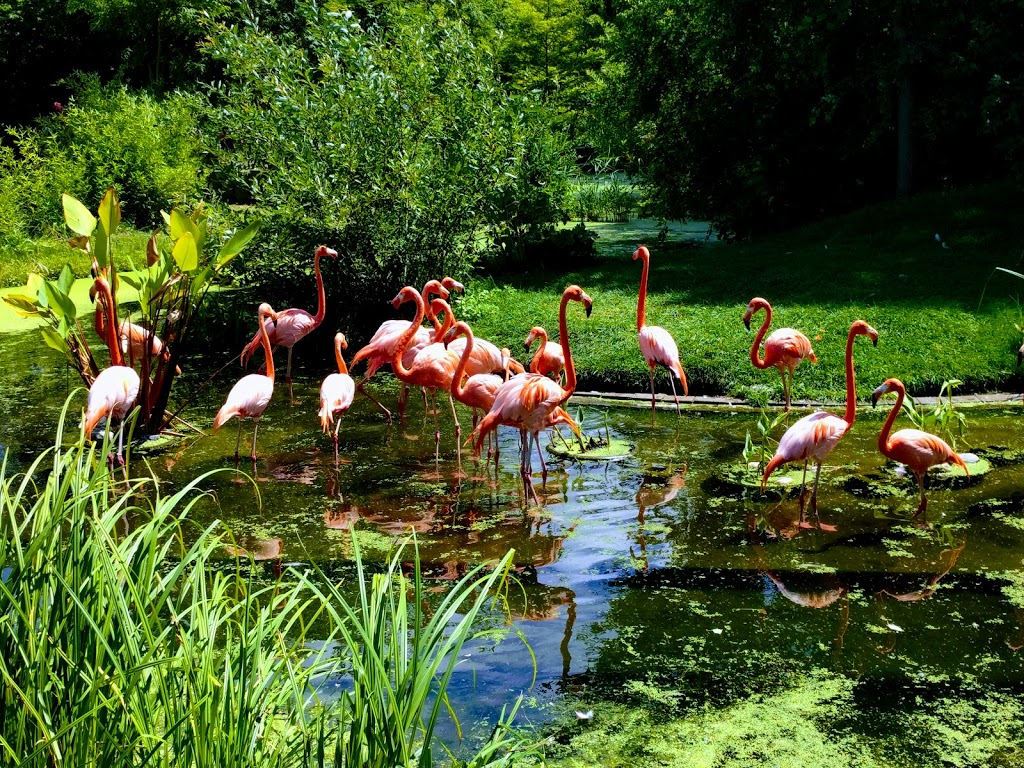 Toronto Zoo Foundation | 361A Old Finch Ave, Scarborough, ON M1B 5K7, Canada | Phone: (416) 392-9113