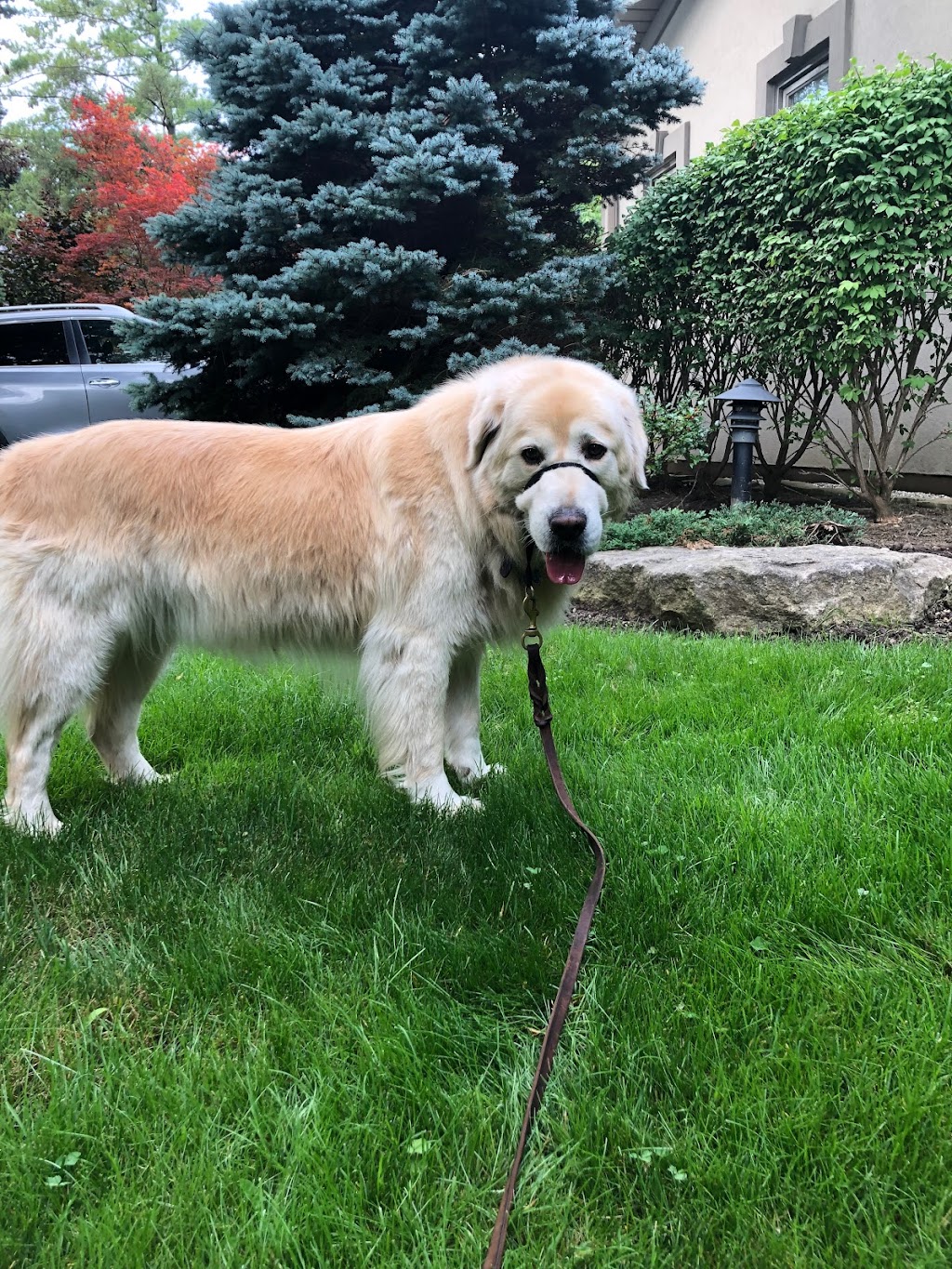 Suburban Paws Canine Training and Enrichment Centre | 2057 Royal Windsor Dr, Mississauga, ON L5J 1K5, Canada | Phone: (905) 855-2656