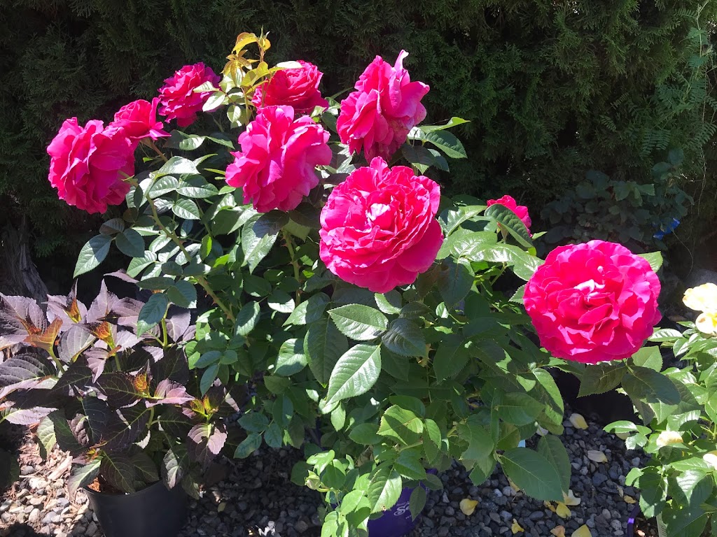 Select Roses LTD | 22771 38 Ave, Langley, BC V2Z 2G9, Canada | Phone: (604) 530-5786
