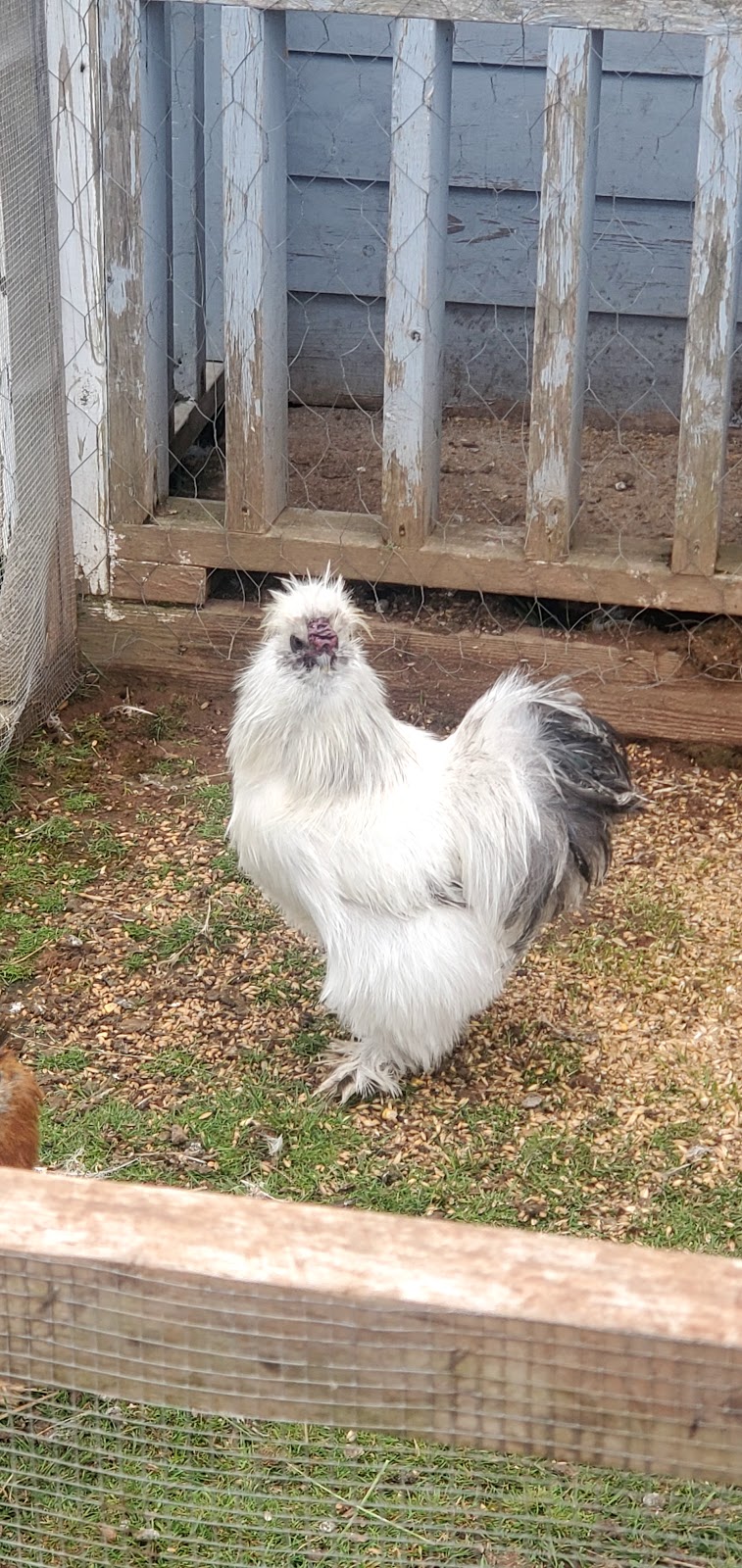 Brudenell Miniatures Barnyard Zoo | 74 Brudenell Point Rd, Montague, PE C0A 1R0, Canada | Phone: (902) 969-0011