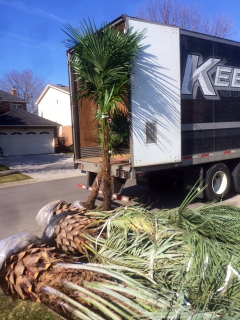 Niagara Tropics - Cold Hardy Palm Trees and Landscaping Nursery | 124 Loretta Dr, Virgil, ON L0S 1T0, Canada | Phone: (289) 362-2819