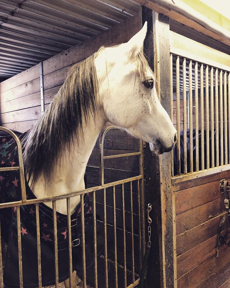 Tanglewood Equestrian | 5841 2 Line, Schomberg, ON L0G 1T0, Canada | Phone: (416) 346-4789
