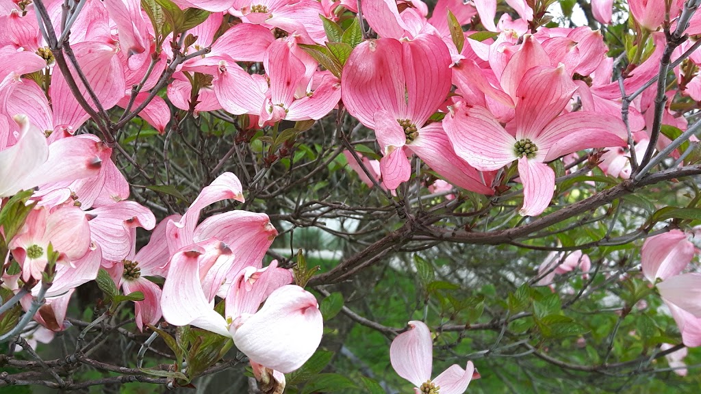 Queen Mary Community Garden | 280 W Keith Rd #200, North Vancouver, BC V7M 2M5, Canada | Phone: (604) 988-2497