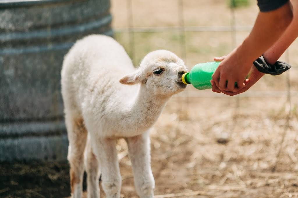 White Barn Fun Farm | Range Rd 154, Duchess, AB T0J 0Z0, Canada | Phone: (403) 501-3907