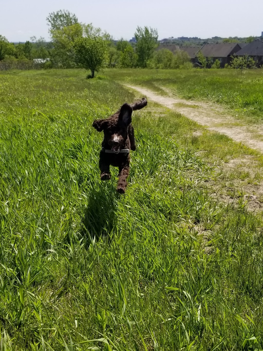 Delilahs Poodle Doodles | 936 Harmony Rd N #968, Oshawa, ON L1K 2B3, Canada | Phone: (416) 556-7688