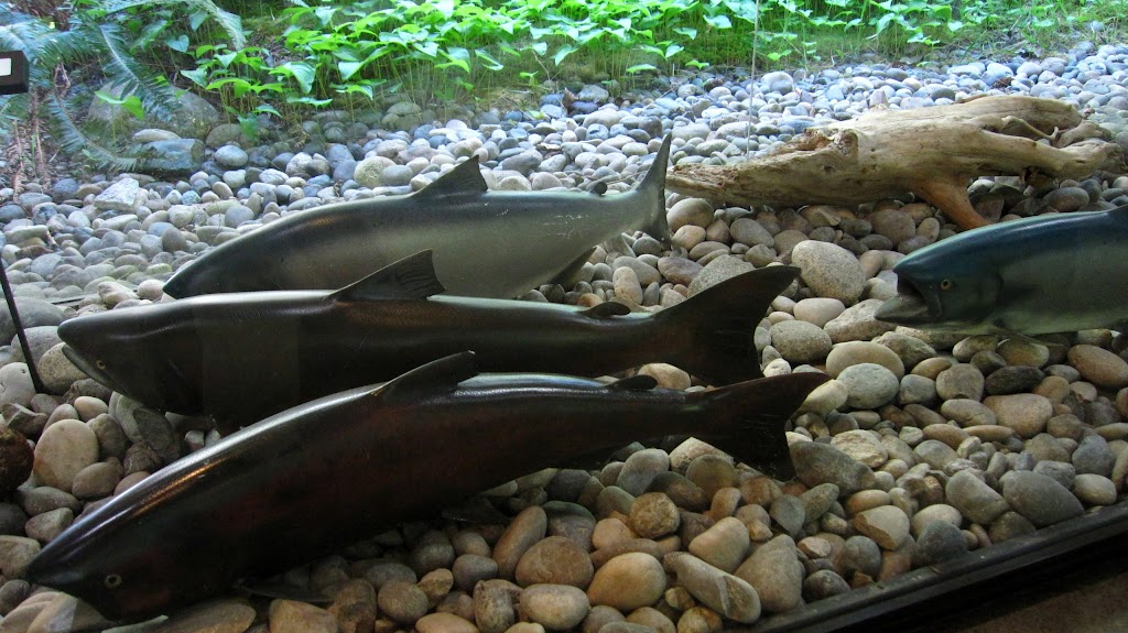 Capilano River Hatchery | 4500 Capilano Park Rd, North Vancouver, BC V7R 4L3, Canada | Phone: (604) 666-1790