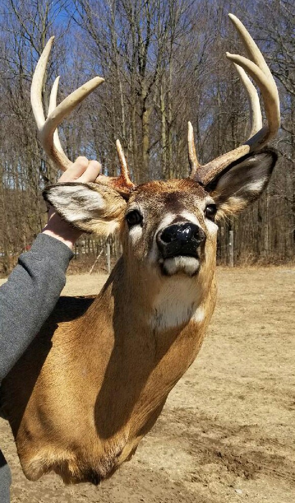 Artistry In Motion Taxidermy- Canadas Largest Taxidermy Studio | 347 Durham Regional Rd 8, Uxbridge, ON L9P 1R1, Canada | Phone: (905) 852-1119