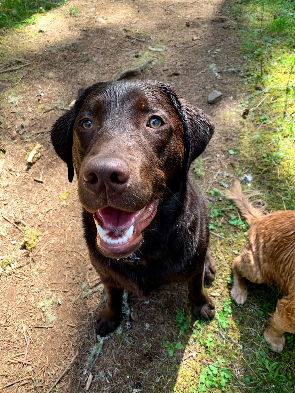 Dedras Dogs | Dog Walker Victoria BC | 101 Island Hwy #230, Victoria, BC V9B 1E8, Canada | Phone: (250) 880-5206