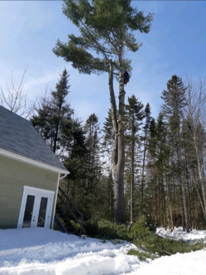 Québec Elagage | 1820 Bd Bastien, Québec, QC G2B 1C5, Canada | Phone: (418) 952-8685