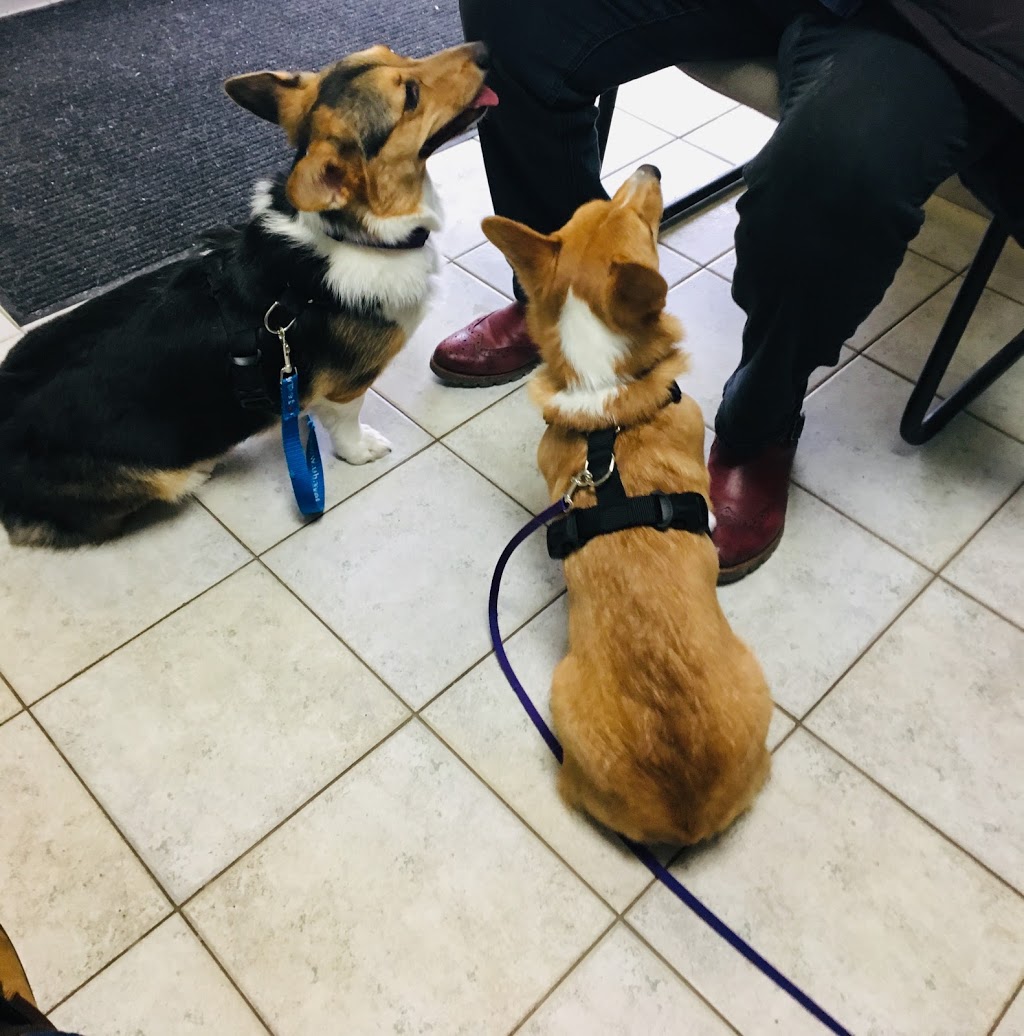 Waterdown Animal Hospital | 245 Dundas St E, Hamilton, ON L8B 0E9, Canada | Phone: (905) 689-5397