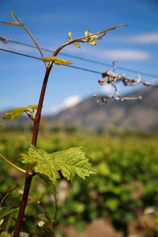Bordertown Vineyards & Estate Winery | 9140 92 Ave, Osoyoos, BC V0H 1V2, Canada | Phone: (250) 495-3332