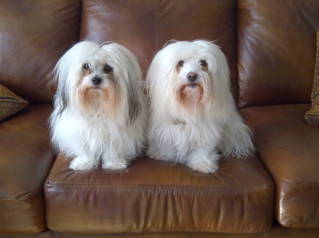 Springer Animal Hospital | 248 Lévesque St, Sturgeon Falls, ON P2B 1M9, Canada | Phone: (705) 753-0324
