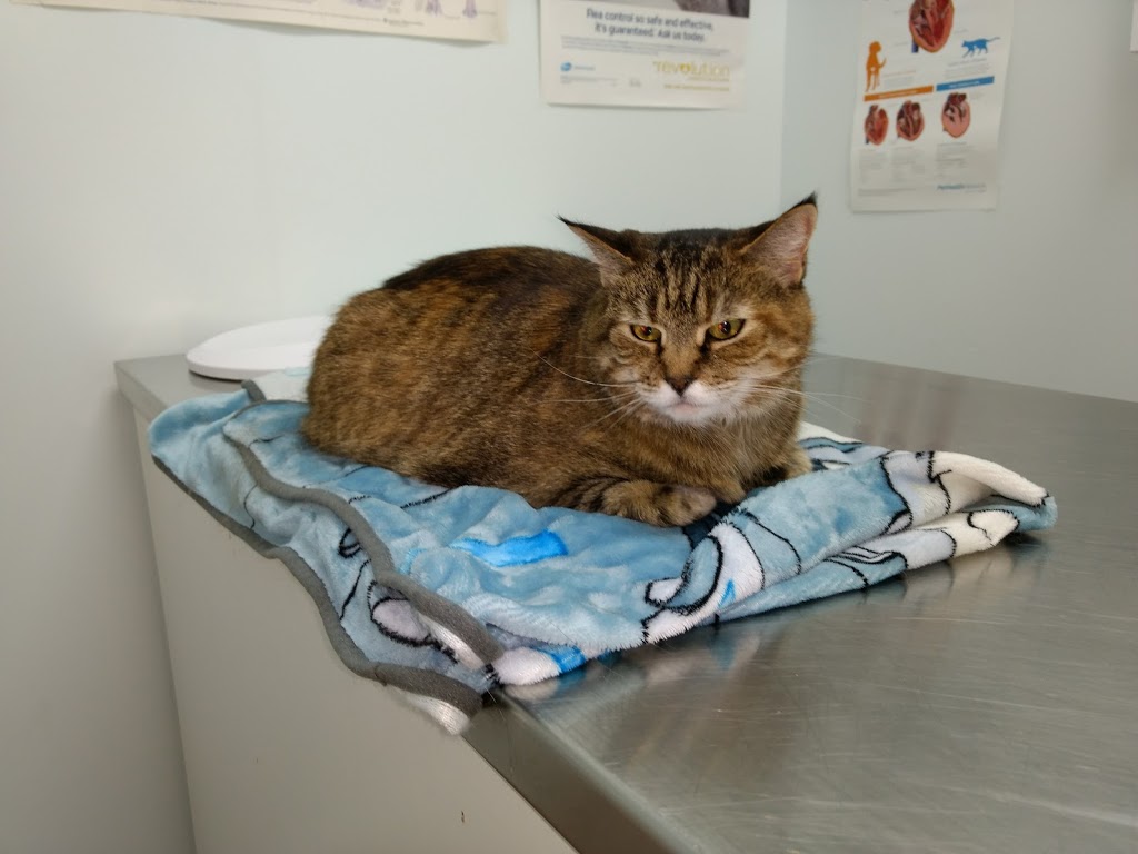 High Point Animal Hospital | 9666 King George Blvd, Surrey, BC V3T 2V4, Canada | Phone: (604) 585-7387