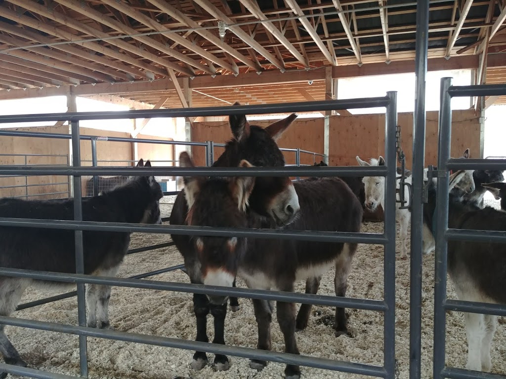 Turtle Valley Donkey Refuge | 7877 Skimikin Rd, Chase, BC V0E 1M1, Canada | Phone: (250) 679-2778