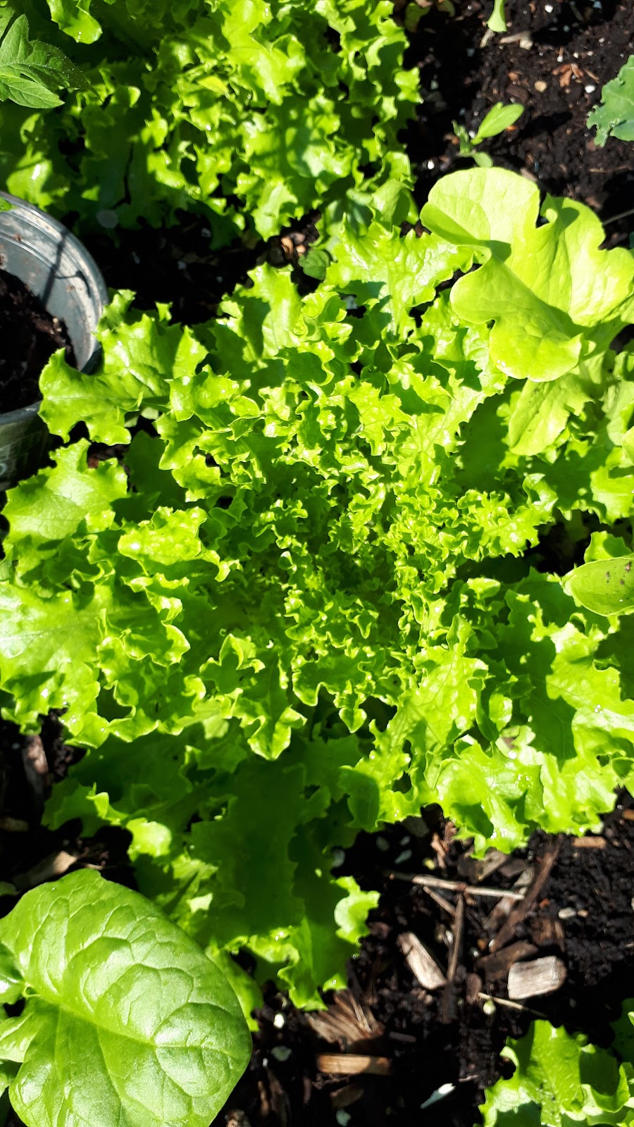 Red Boot Farmer | 539 Havelock St, Lucknow, ON N0G 2H0, Canada | Phone: (519) 955-5118